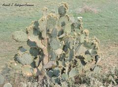 Opuntia robusta