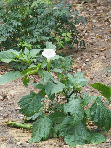 Image of Datura metel by no rights reserved