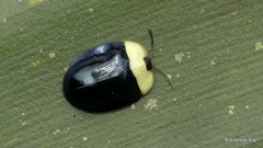 Imatidium thoracicum