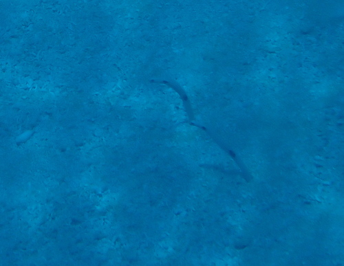 Spotted Garden Eel