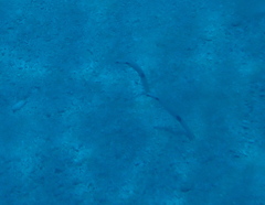 Spotted Garden Eel