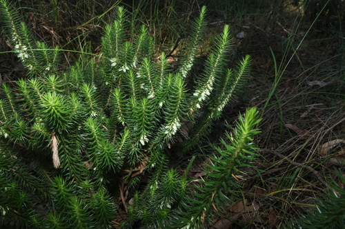 Image of Prickly Heath (Melichrus adpressus) by (c) Greg Tasney, some rights reserved (CC BY-SA)