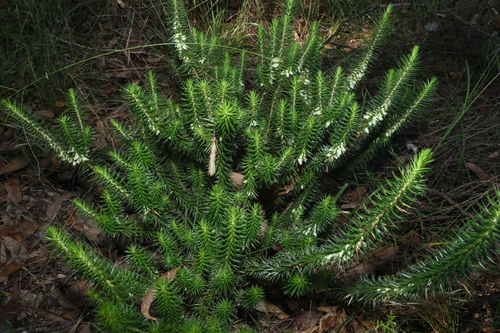 Image of Prickly Heath (Melichrus adpressus) by (c) Greg Tasney, some rights reserved (CC BY-SA)