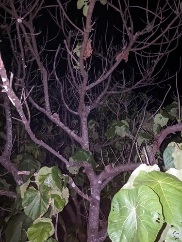 Macaranga thompsonii observed 2024-04-16