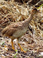 White-Bellied Nothura photo 2