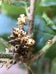 Callirhytis serricornis