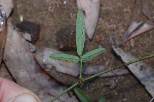 Image of Desmodium varians by (c) Greg Tasney, some rights reserved (CC BY-SA)