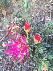 Malephora crocea