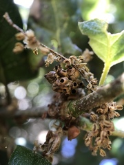 Callirhytis serricornis