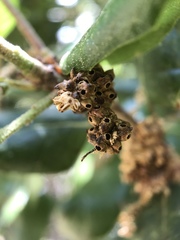 Callirhytis serricornis