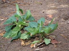 Datura metel