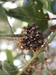 Callirhytis serricornis