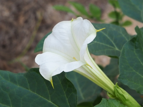 Datura metel