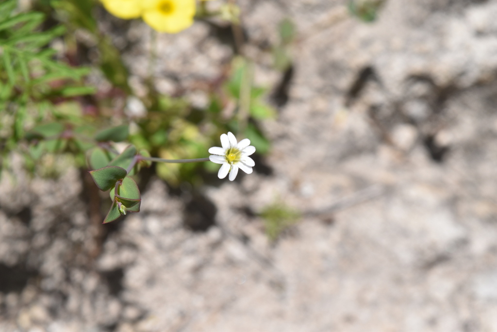 Drymaria divaricata