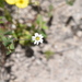 Drymaria divaricata - Photo (c) Taupin, μερικά δικαιώματα διατηρούνται (CC BY-NC), uploaded by Taupin