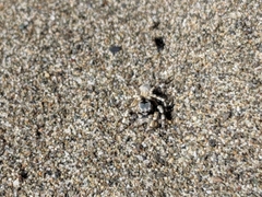 Habronattus amicus