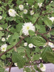 Fothergilla