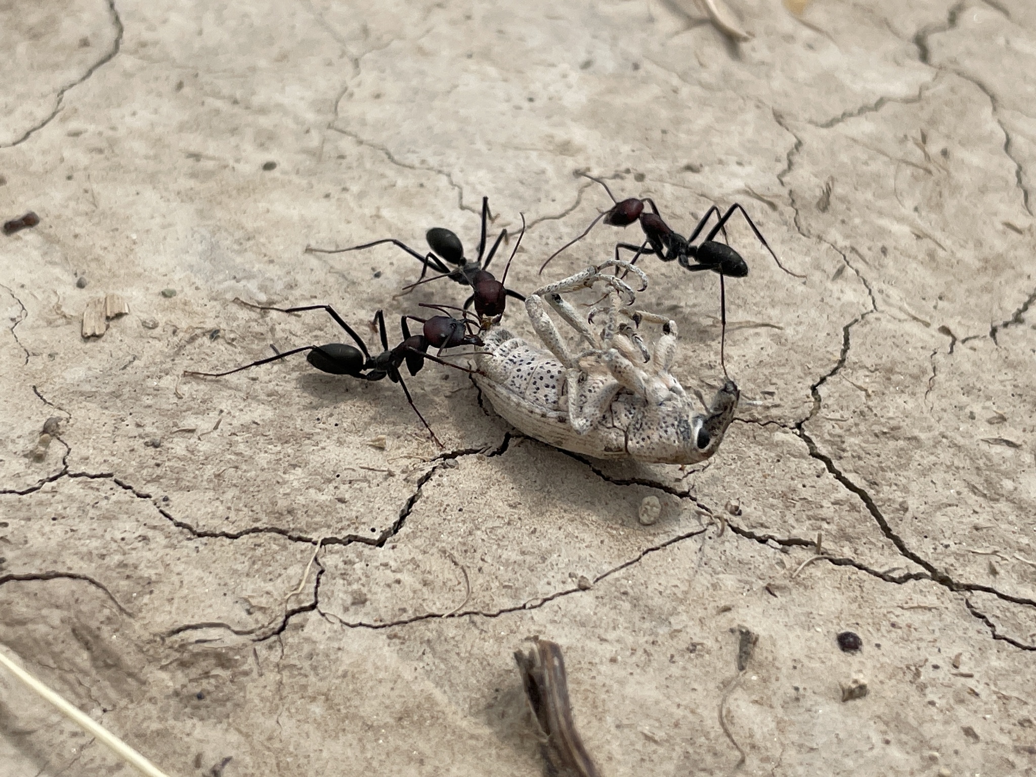 Cataglyphis bucharica