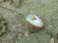 Tectus pyramis