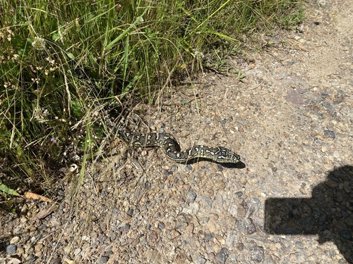 Diamond Python sighting