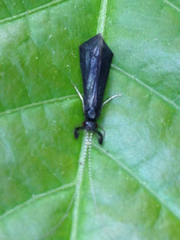 Mystacides sepulchralis