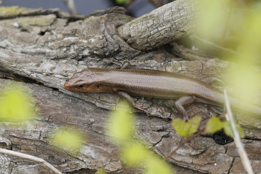 Common Five-lined Skink from Anne Arundel County, MD, USA on April 18 ...