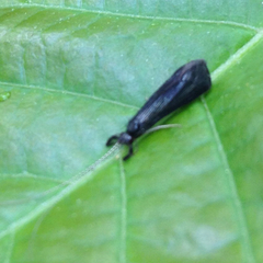 Mystacides sepulchralis