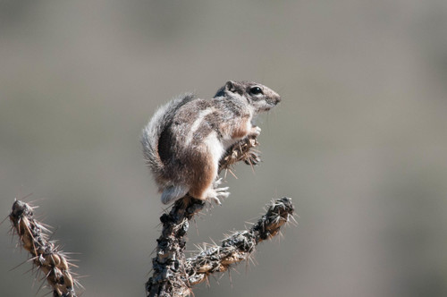Texas Antelope Squirrel photographed in New Mexico