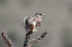 Ammospermophilus interpres