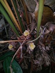 Geostachys penangensis