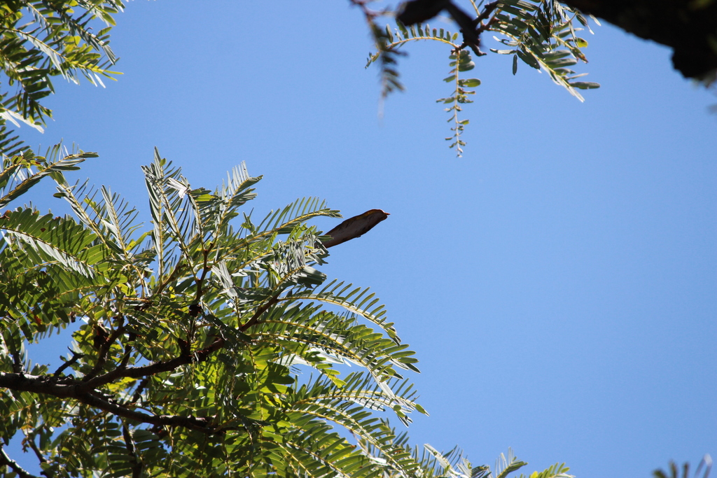 Brachystegia boehmii; photograph (c) Mahomed Desai, some rights reserved (CC BY)