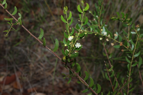 Image of Acacia hispidula by (c) Greg Tasney, some rights reserved (CC BY-SA)