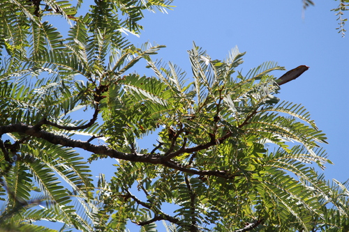 Brachystegia boehmii, photograph 1