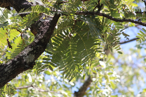 Brachystegia boehmii, photograph 2