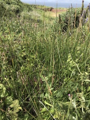 Juncus lesueurii