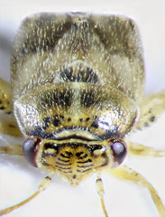 Coridromius chenopoderis