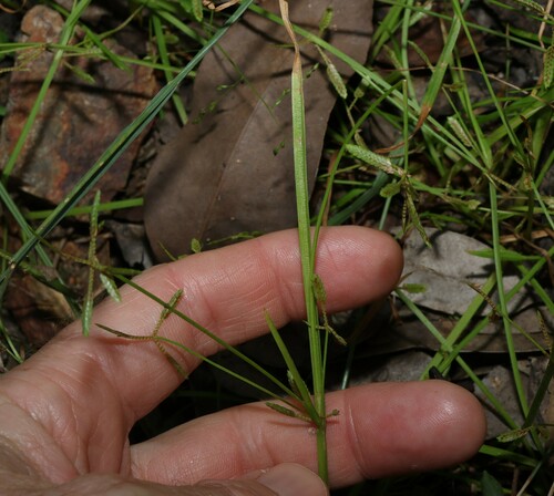Image of Cyperus aquatilis by (c) Greg Tasney, some rights reserved (CC BY-SA)