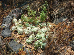 Echeveria elegans