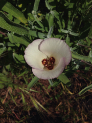Calochortus catalinae