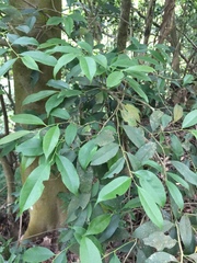 Ilex ficoidea