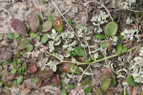 Atriplex buchananii (Atriplex buchananii)