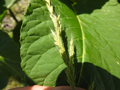 Limnodea arkansana