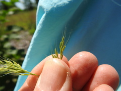 Limnodea arkansana