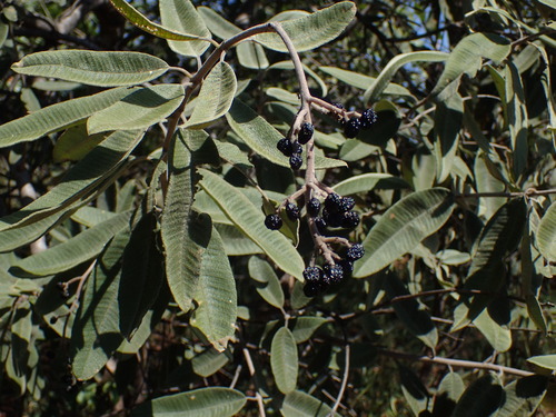 African Resintree (Ozoroa reticulata)