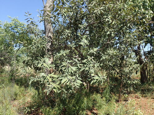 Image of Ozoroa reticulata by (c) Mahomed Desai, some rights reserved (CC BY)