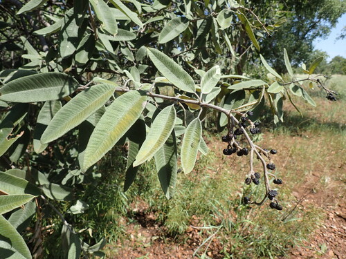 Image of Ozoroa reticulata by (c) Mahomed Desai, some rights reserved (CC BY)