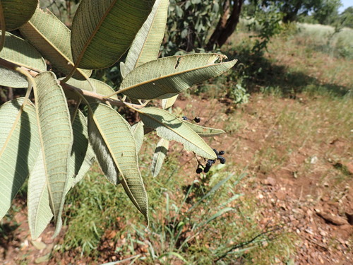 Image of Ozoroa reticulata by (c) Mahomed Desai, some rights reserved (CC BY)