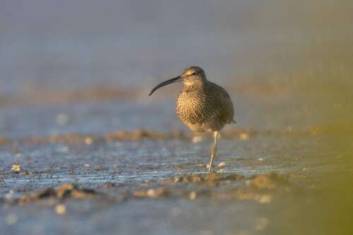 Zarapito trinador (Numenius phaeopus)