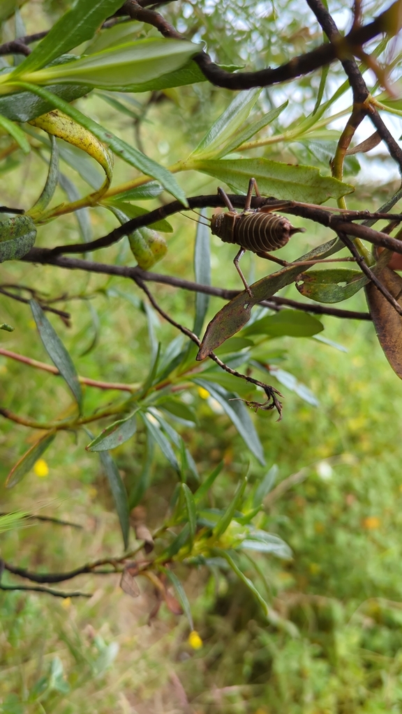 Serrated Saddle Bush-cricket