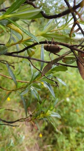 Serrated Saddle Bush-cricket